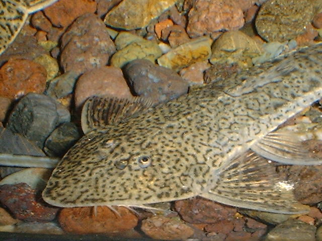 Pseudohemiodon laticeps 